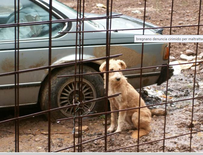 Maltrattava due cani a Sesto: denunciato dai Carabinieri forestali