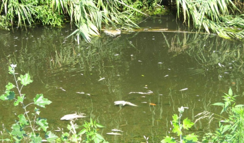 Moria di pesci nel torrente Brana a Pistoia