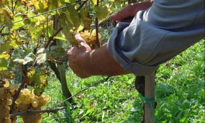 Montespertoli proporrà la sua candidatura come Capitale Italiana del Vino