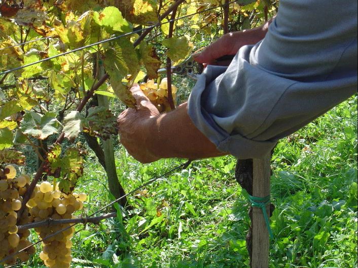 Montespertoli proporrà la sua candidatura come Capitale Italiana del Vino