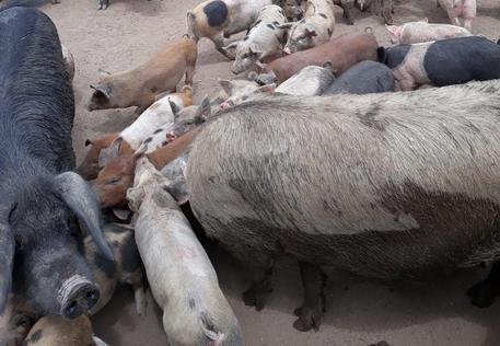 Peste suina, l’allarme di Confagricoltura: “Toscana a rischio, serve un intervento immediato”