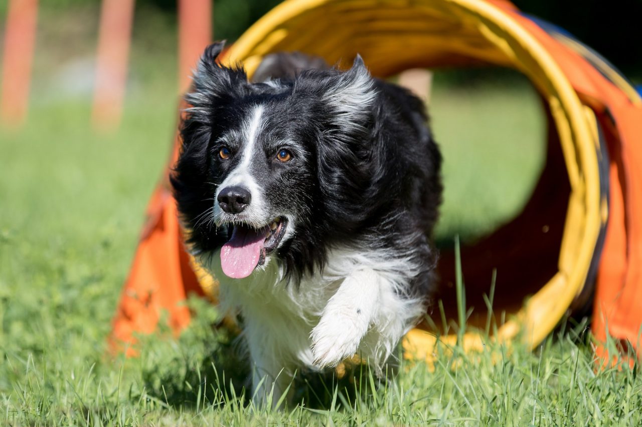 Follow Your Pet domani al via alla Fortezza da Basso