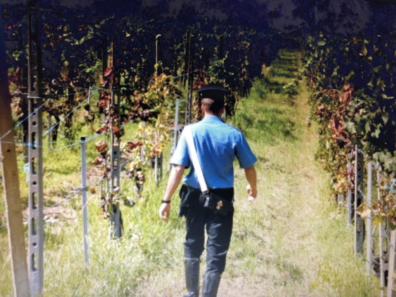 Caporalato, blitz in Valdelsa e nel Chianti