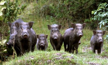 Invasione di cinghiali, chi spara in proprio rischia la denuncia