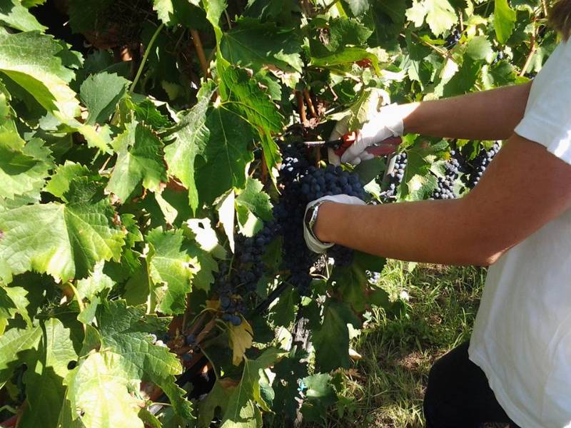 Vendemmia: ottimismo per il 2018