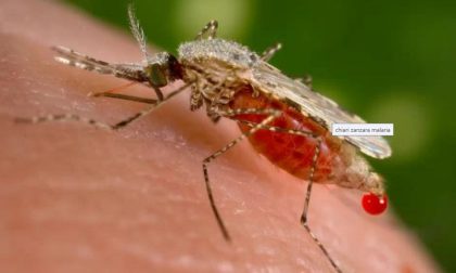 Un caso di malaria a Firenze