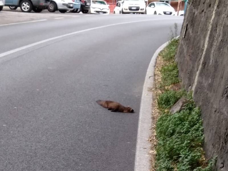 Volpe morta sulla strada