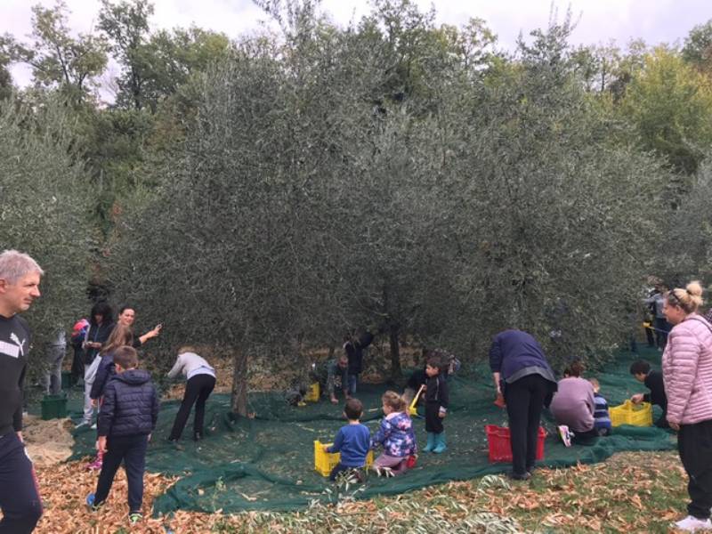 Raccolta delle olive alla scuola di Sofignano