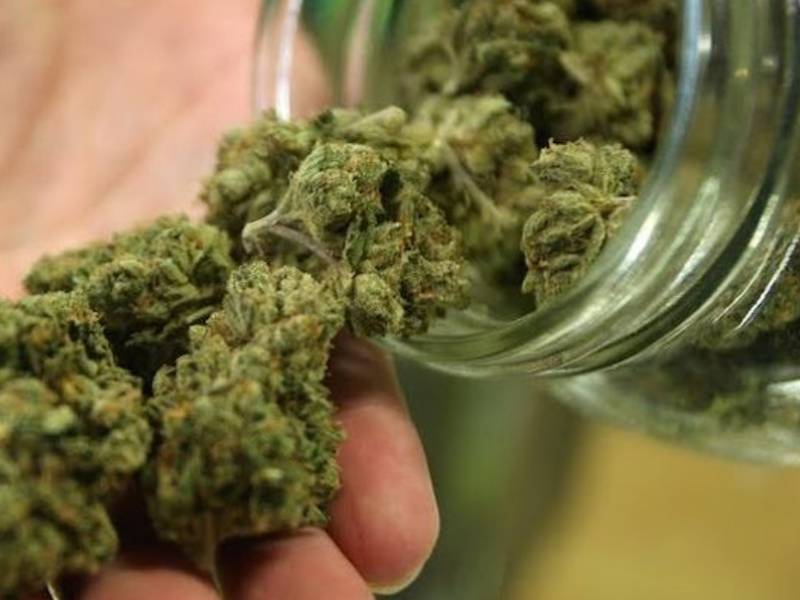 La nonna ospita in casa il nipote 17enne e scopre che nell’armadio coltiva cannabis: denunciato