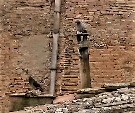 Seicento piccioni catturati in sei mesi a San Gimignano
