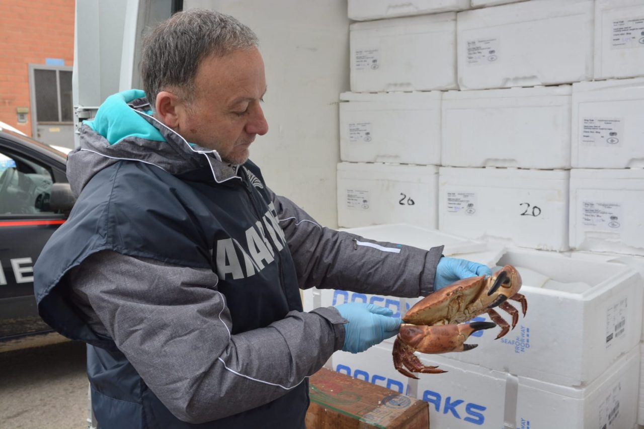 Grosso sequestro di granchi cinesi