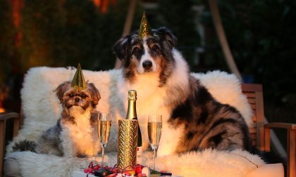 Il Capodanno dei nostri amici animali, ecco come tutelarli