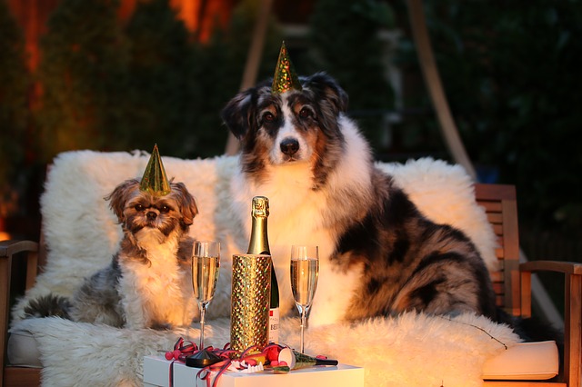 Il Capodanno dei nostri amici animali, ecco come tutelarli
