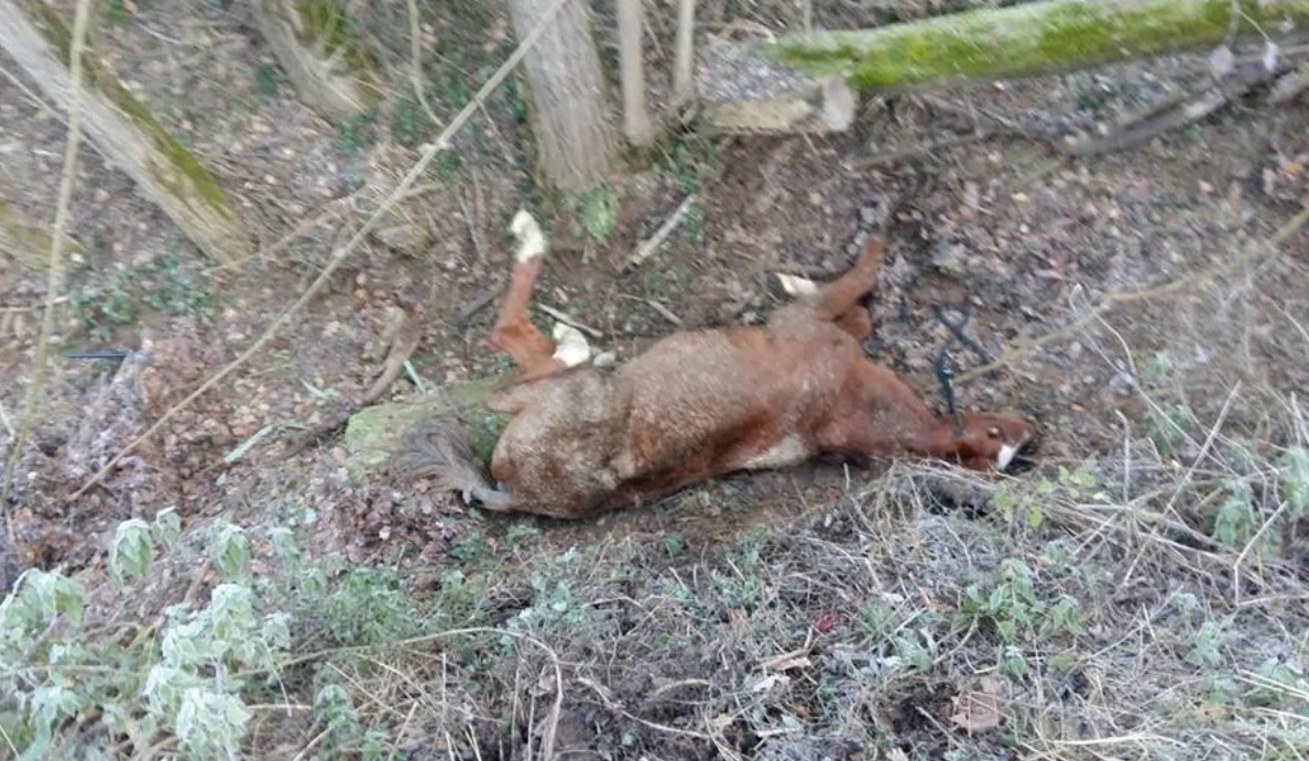 Cavallo cade in un fosso, salvato dai Vigili del fuoco