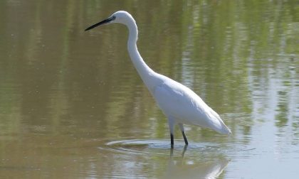 Comune e Wwf insieme per tutelare le oasi naturalistiche di Poggio a Caiano