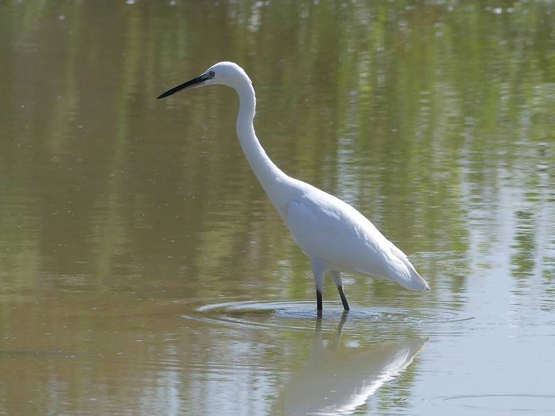 Comune e Wwf insieme per tutelare le oasi naturalistiche di Poggio a Caiano