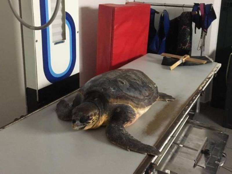 Tartaruga salvata da una fine terribile