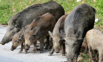 Cinghiali, richiesta proroga per presentazione domande abbattimenti