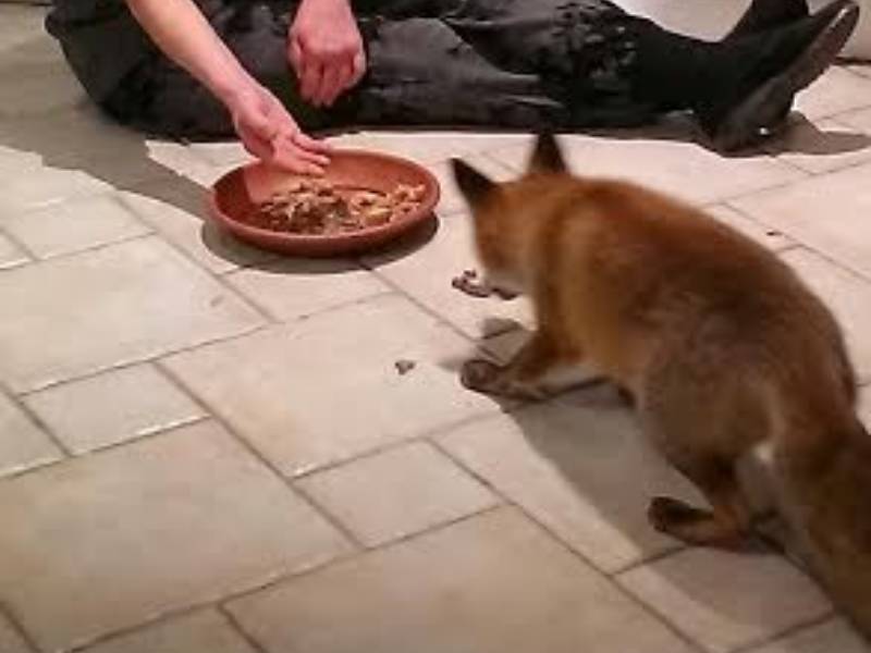 La volpe diventa amica della moglie di un cacciatore