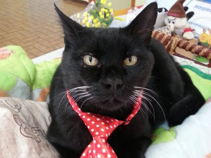 Il gatto diventa mascotte della scuola