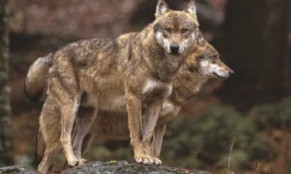 Colle di Val d'Elsa, branco di lupi aggredisce un cacciatore