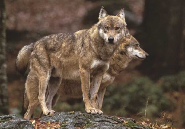 Branco di lupi ad Arena Mateta, lettera del Sindaco