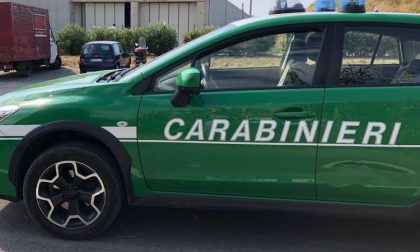 Andava a cercare asparagi invece che stare a casa: denunciato pensionato