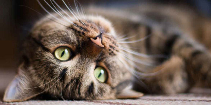Festa nazionale del gatto alla biblioteca San Giorgio