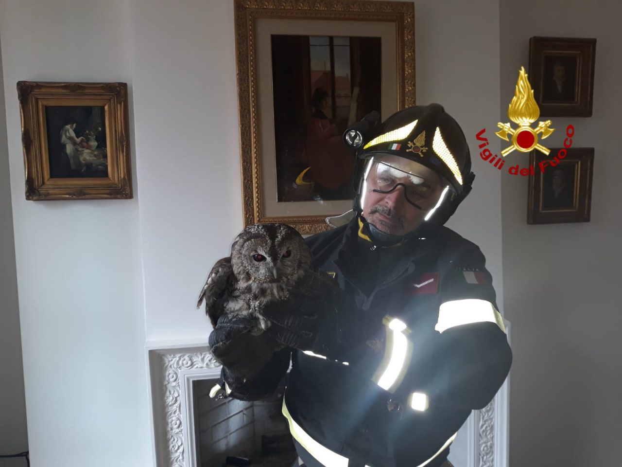 Vaiano, civetta rimane incastrata nella canna fumaria