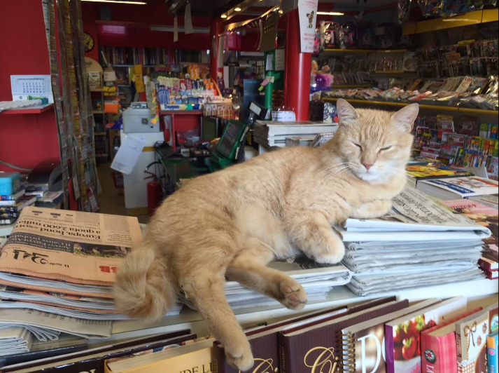 Quando il Gatto Nando conquistò giornali e tv