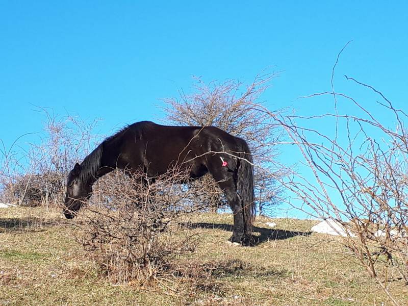 Monte Maggiore, salvata una cavalla partoriente