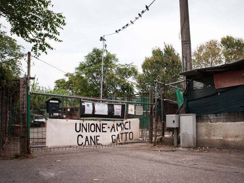 Sgombero canile del Termine: adesso parla Alberti, dirigente della Onlus
