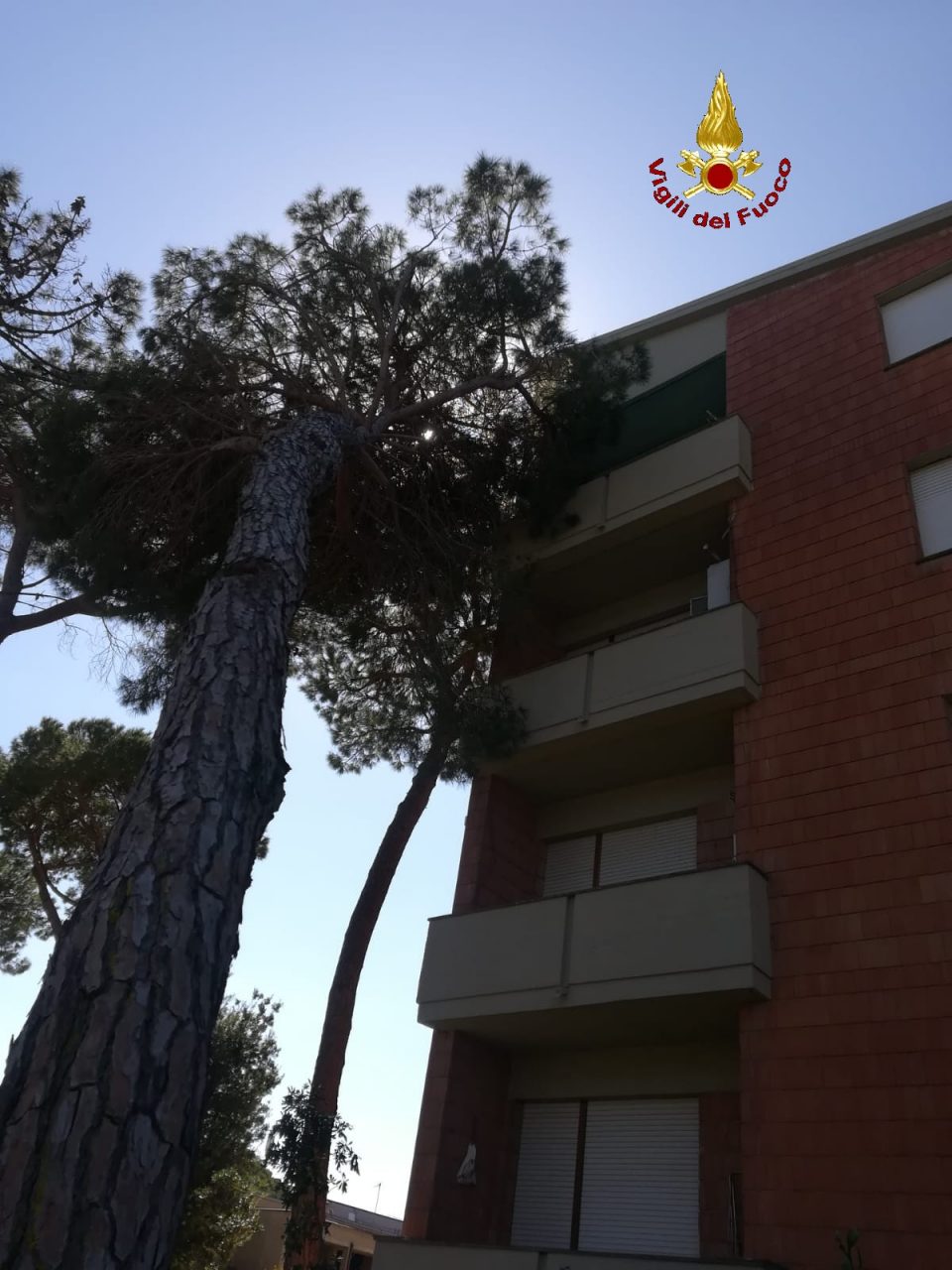pino vento terrazza