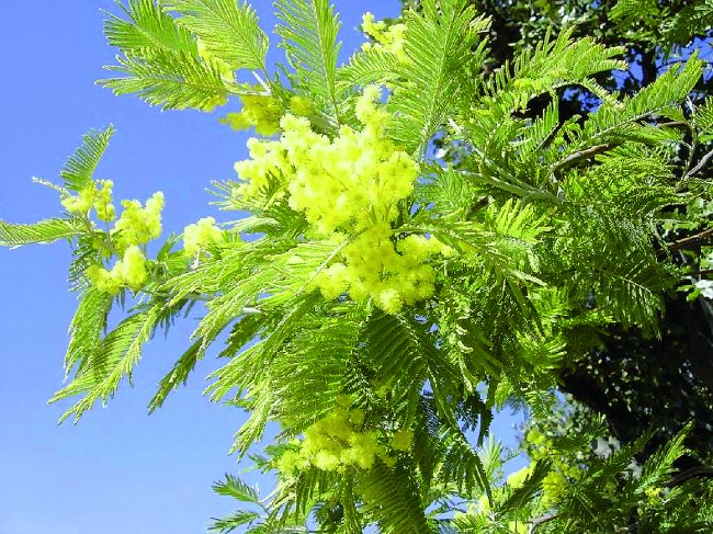 Festa della donna: tutte le iniziative comune per comune