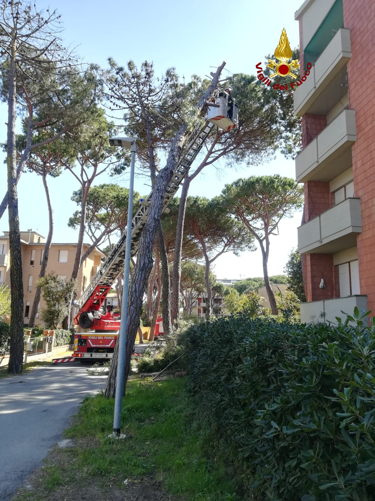 Allerta vento: pino si accascia su una terrazza