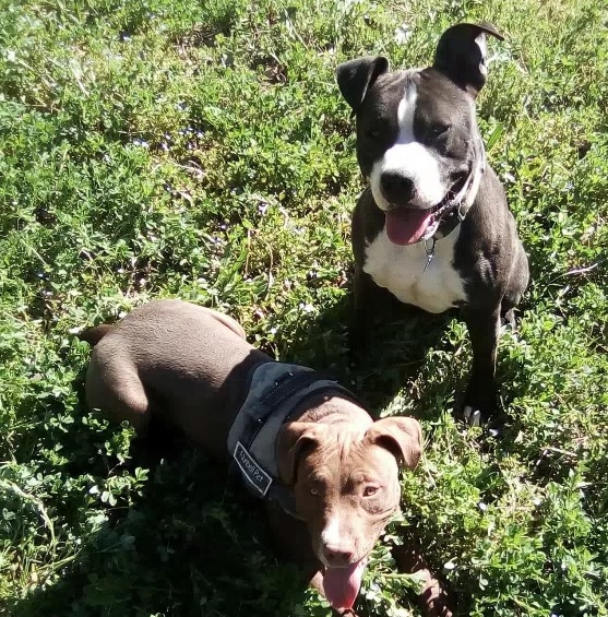 Esche avvelenate per cani, è allarme a Castelfiorentino