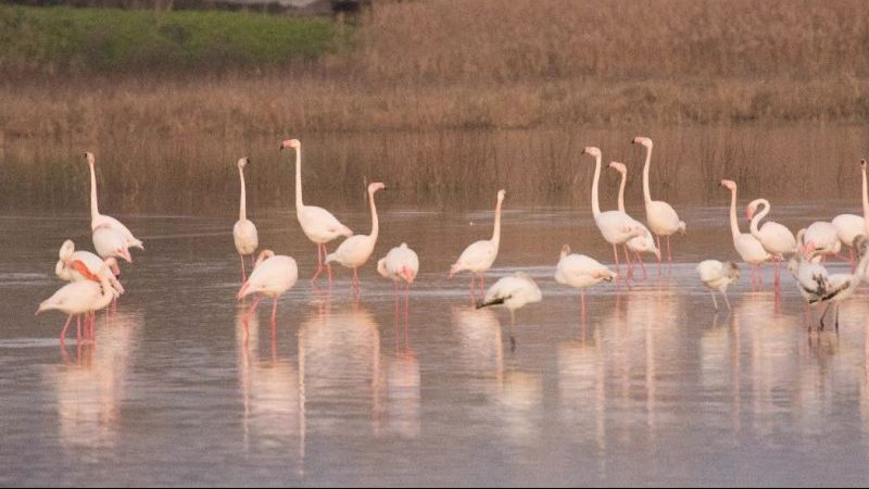 L’arrivo dei fenicotteri rosa nella Piana VIDEO