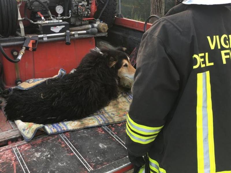 Cane cade nel fiume: salvato dai vigili del fuoco
