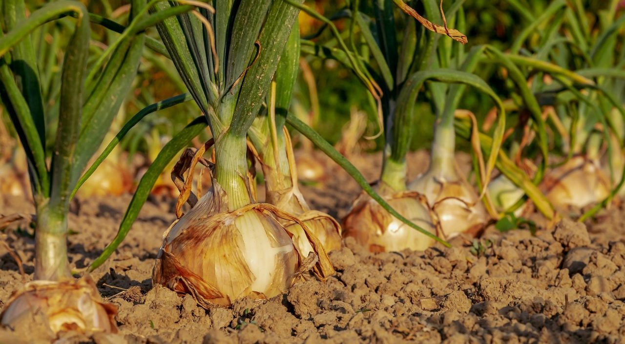 L’orto in carcere di Volterra ospita l’orticoltura pratica