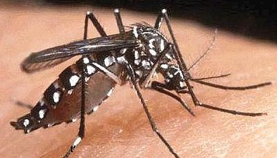 Primo caso di West Nile virus in Toscana, donna di 82 anni ricoverata a Pistoia