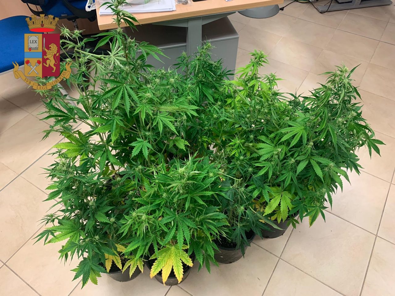 Arrestato 48enne di Lamporecchio: in casa aveva 11 piante di marijuana
