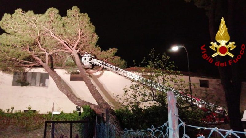 Albero caduto su un edificio industriale