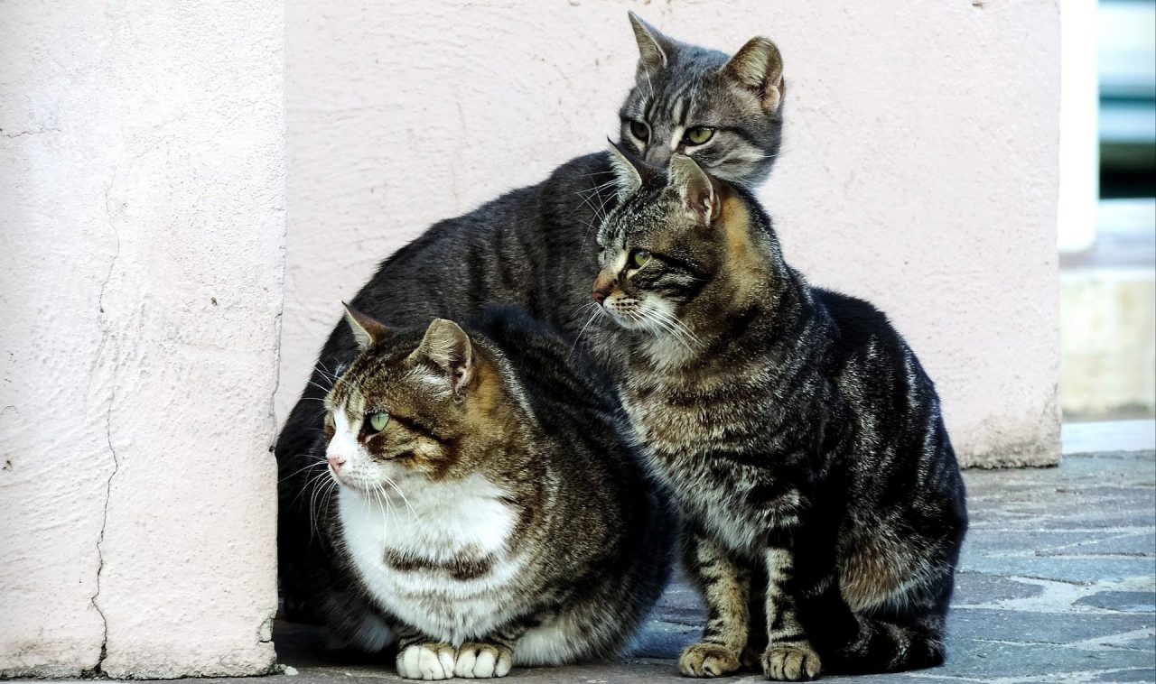 Colonia felina Panzano: interviene Gabbie Vuote ODV