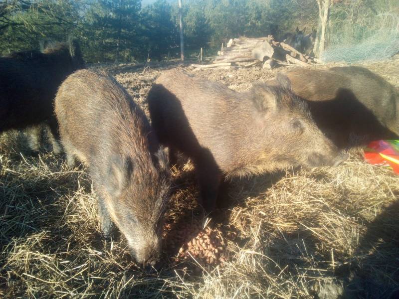 La “famiglia allargata” dell’affettuosa suina