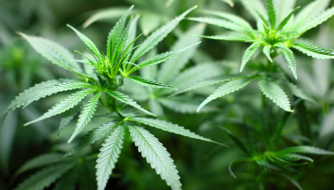 Coltiva marijuana a casa, in manette un 42enne