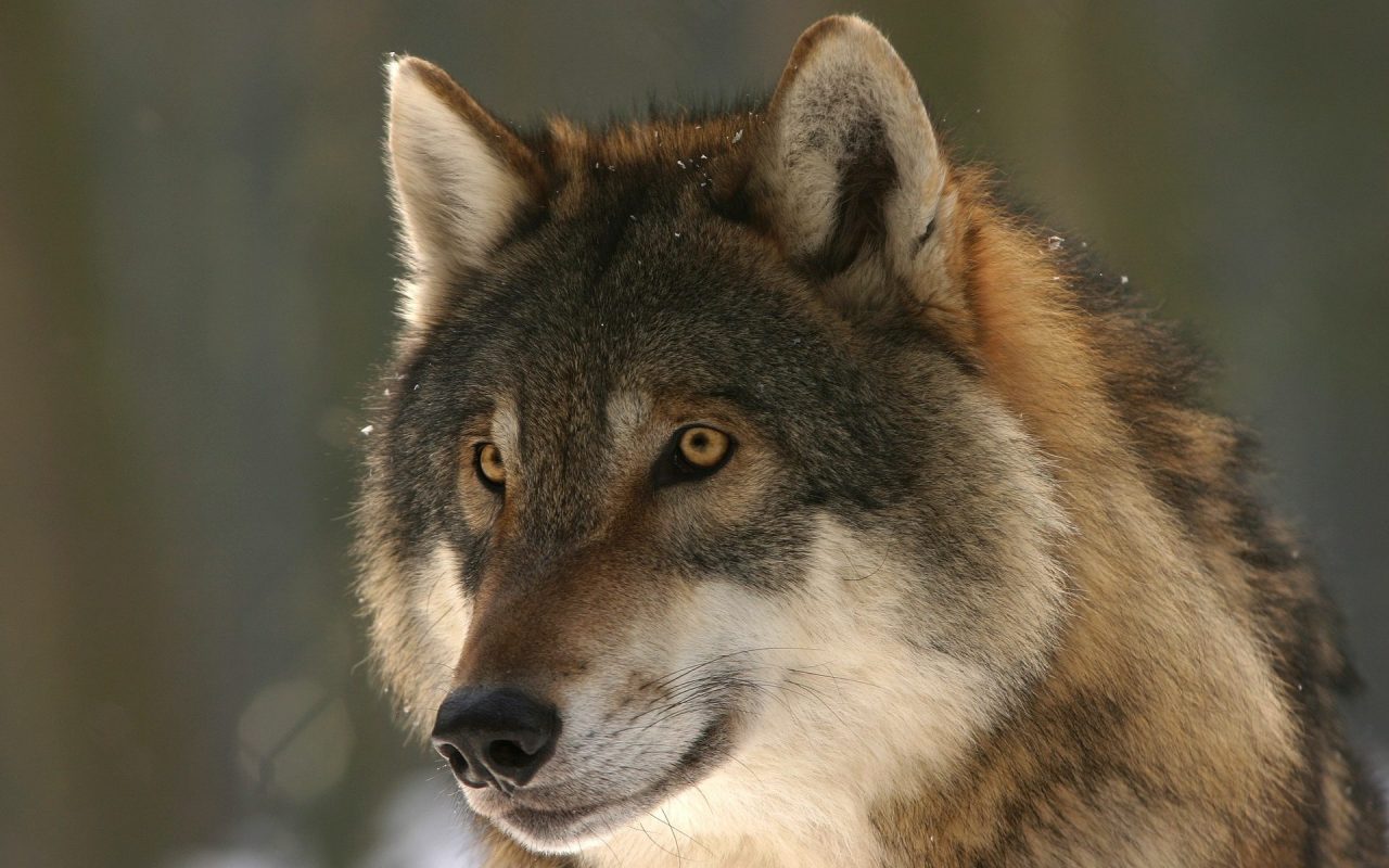 Allarme lupi, lettera agli enti provinciali e regionali