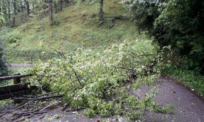 Maltempo Toscana: forti raffiche di vento sulla costa, onde oltre i 7 metri e alberi caduti in strada