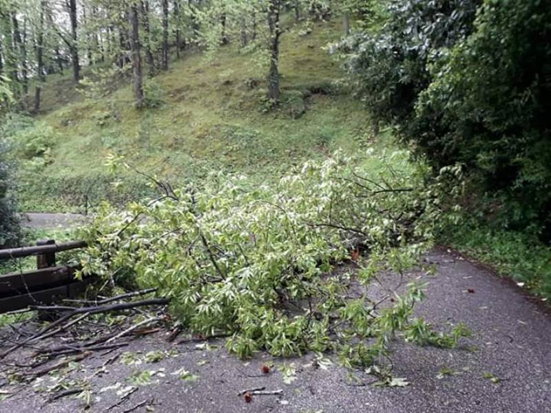 Alberi franano dalla scarpata sulla carreggiata: ferito motociclista 45enne