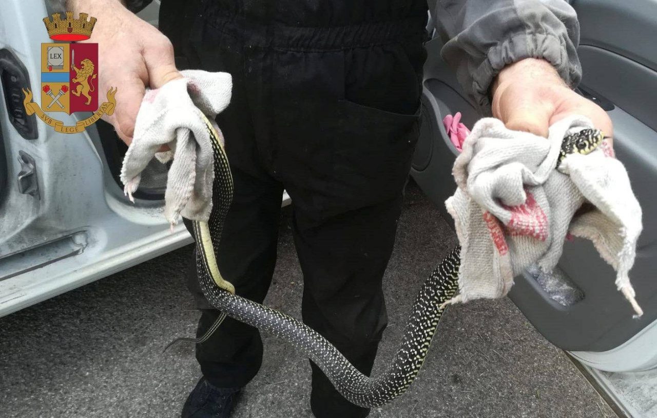Serpente in auto mentre guida: donna soccorsa dalla Polizia