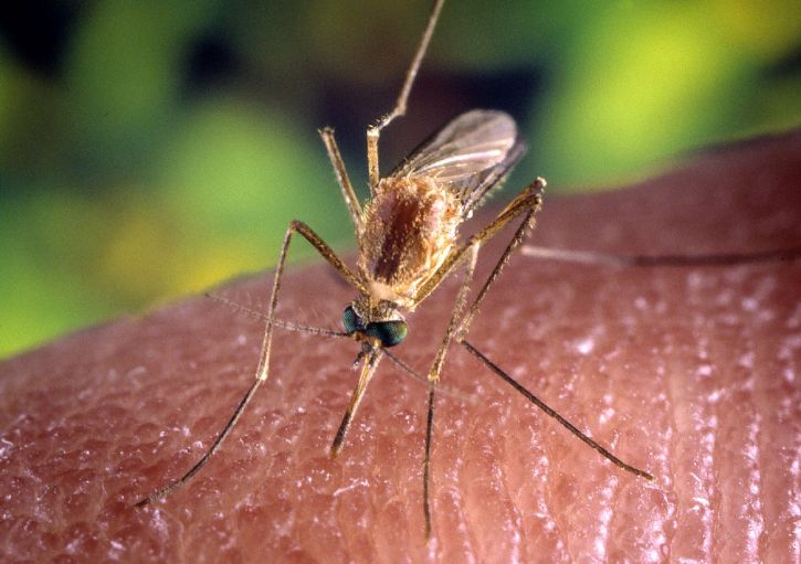 Caso di febbre Dengue a Porto Santo Stefano